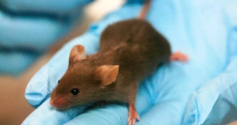 穿好奶奶织的毛裤，你仍然无法避免与风湿膏药共度晚年