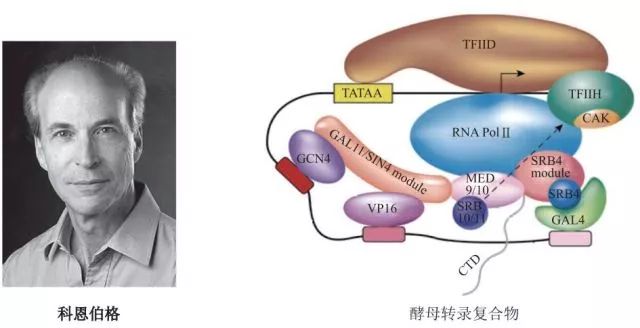 造酒，酿醋，拿诺奖：“下得了厨房上得了厅堂”的神奇酵母