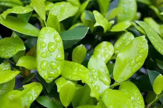 别被骗！深扒那些超火的海淘儿童药：德国小绿叶、日本面包超人等