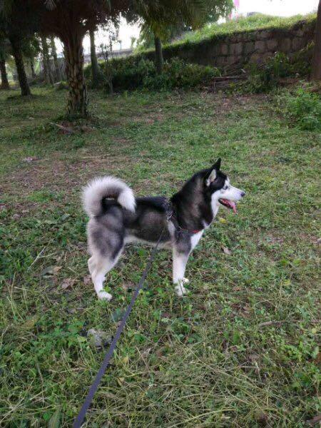 哈士奇突然一直嗷呜,哈士奇莫名吠叫正常吗