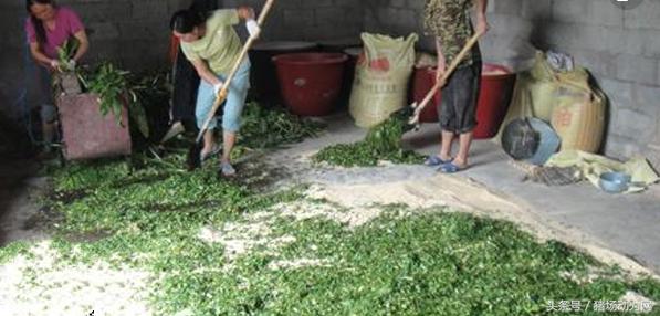 肥猪不吃不喝吐白沫,肥猪吃饲料突然倒地抽搐死亡