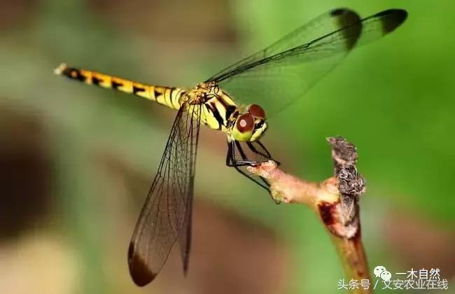 水生昆虫幼虫图谱,各种有害昆虫图谱