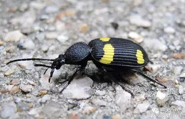 水生昆虫幼虫图谱,各种有害昆虫图谱