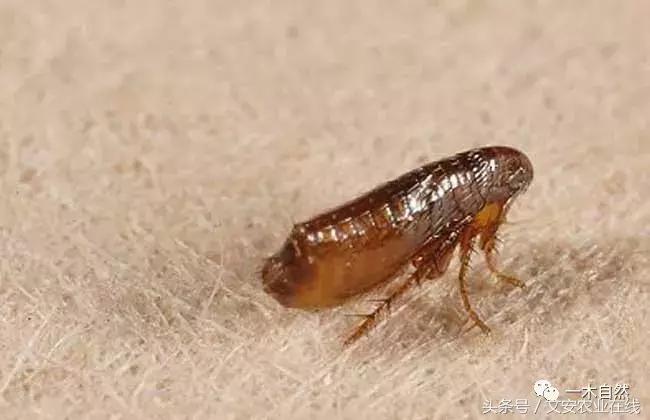 水生昆虫幼虫图谱,各种有害昆虫图谱