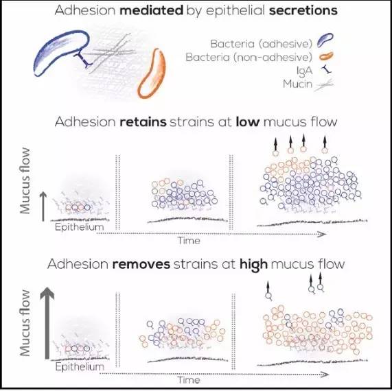 盘点|逆天的肠道菌群，又有哪些新作为？