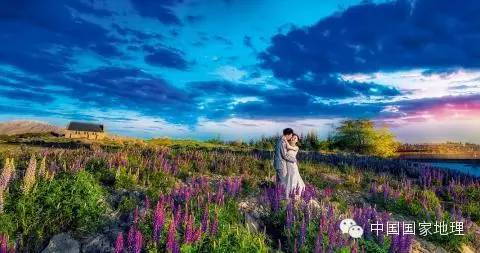 鲁冰花的故事,鲁冰花背后的故事