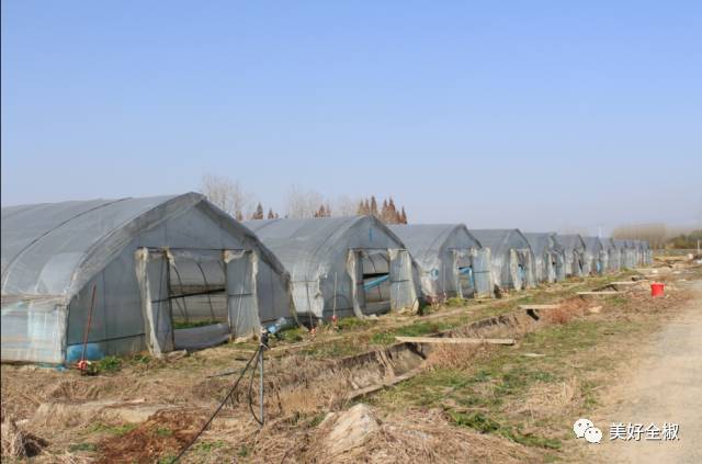 号外！全椒这里的草莓上市啦！观光采摘约起来吧~“莓”你不行！（附获奖名单）