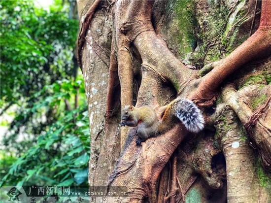 网眼看岳阳,网眼看乡村振兴