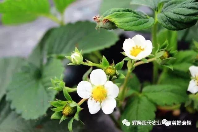 号外！全椒这里的草莓上市啦！观光采摘约起来吧~“莓”你不行！（附获奖名单）