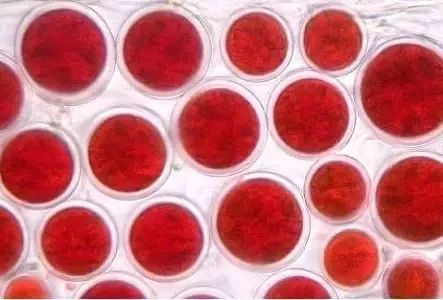 海洋护肤成分,护肤指南海洋成分