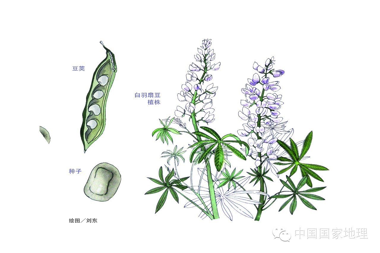 鲁冰花的故事,鲁冰花背后的故事