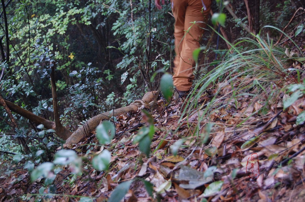 实测LOWA经典登山鞋RENEGADE，让我更从容面对自然