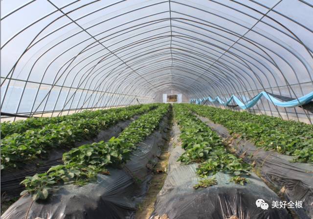 号外！全椒这里的草莓上市啦！观光采摘约起来吧~“莓”你不行！（附获奖名单）