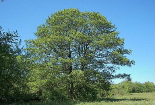 杜甫活在四川成都,杜甫在四川的草堂