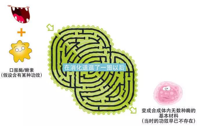 酵素加代餐粉好吗,酵素代餐的作用