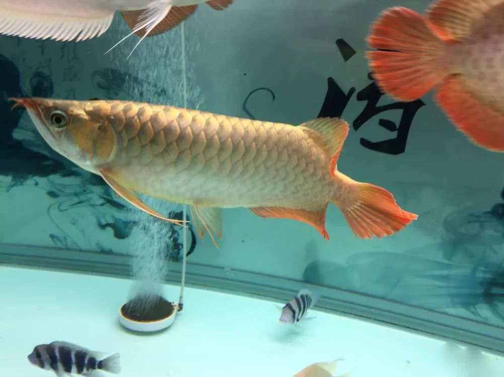 关于混养塘,最简单的混养方法