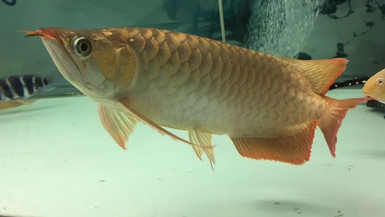 关于混养塘,最简单的混养方法