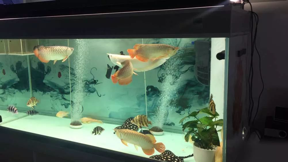 关于混养塘,最简单的混养方法