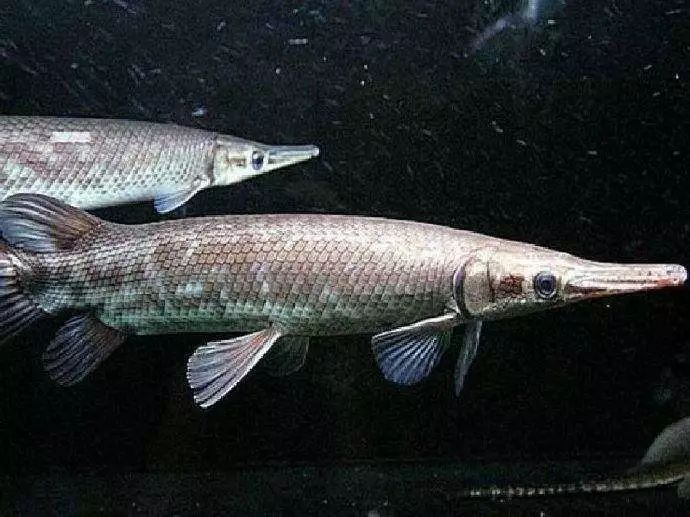 关于混养塘,最简单的混养方法