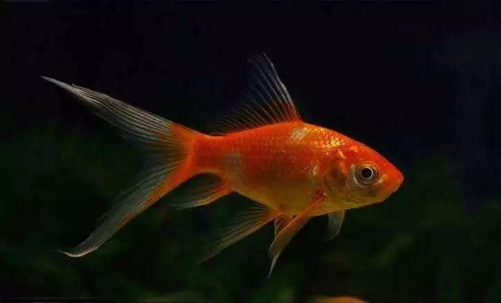 关于混养塘,最简单的混养方法