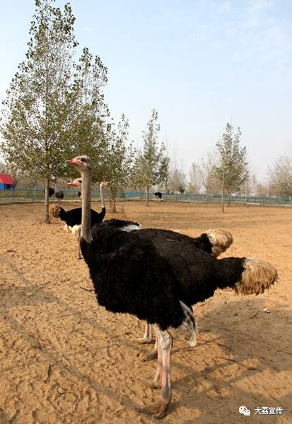 穿越秦楚古道感受千年历史,穿越时空体验秦汉之旅