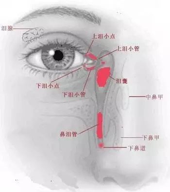 眼健康护眼,冬天吹风眼睛流眼泪怎么解决