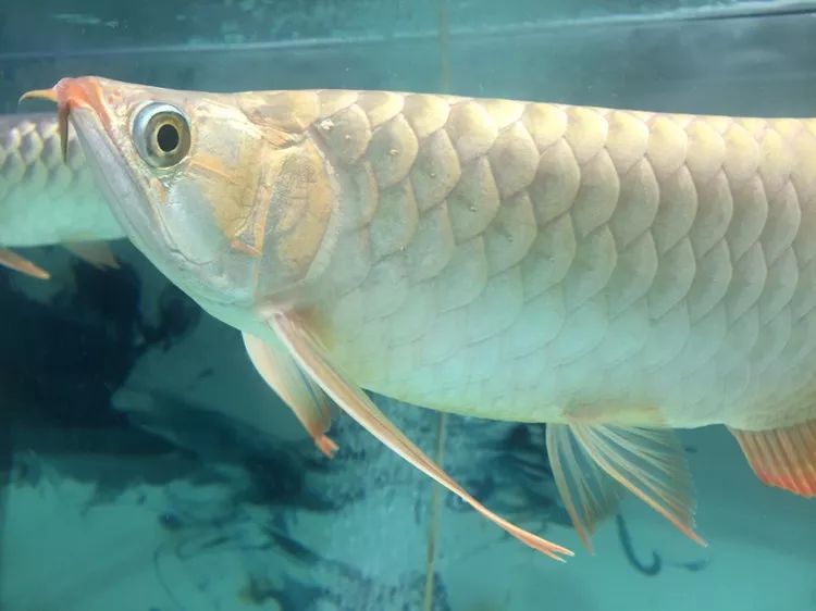 关于混养塘,最简单的混养方法