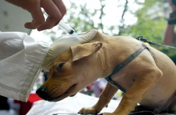 象山开出首批不文明养犬行为罚单,违规养犬该怎么举报