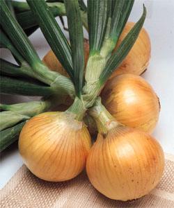 洋葱长了苗还可以吃吗,洋葱发的芽苗可以吃吗