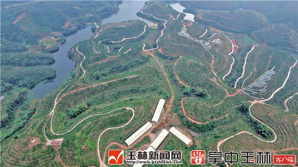 关于加快建设创新型广西的举措,广西首批自由贸易试验区