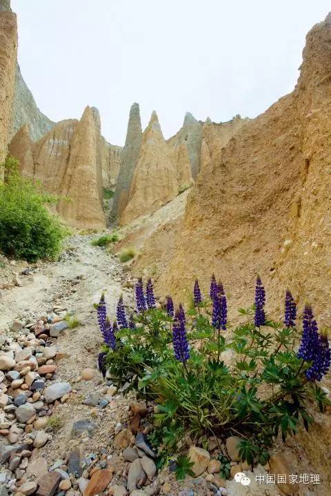 鲁冰花的故事,鲁冰花背后的故事