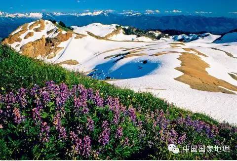 鲁冰花的故事,鲁冰花背后的故事