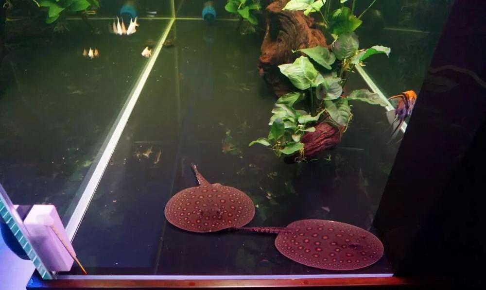 玩得细致、专业，出手不凡！