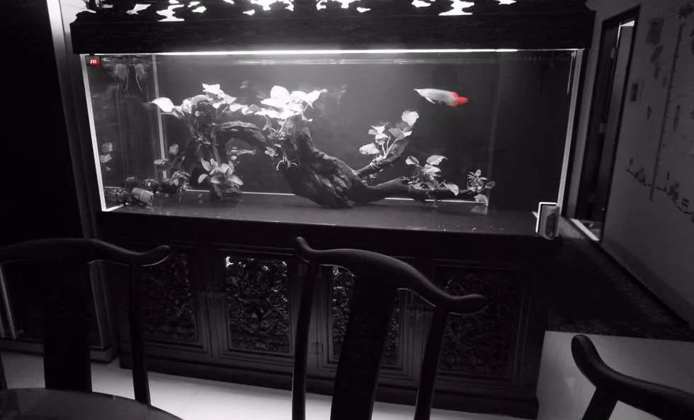 玩得细致、专业，出手不凡！