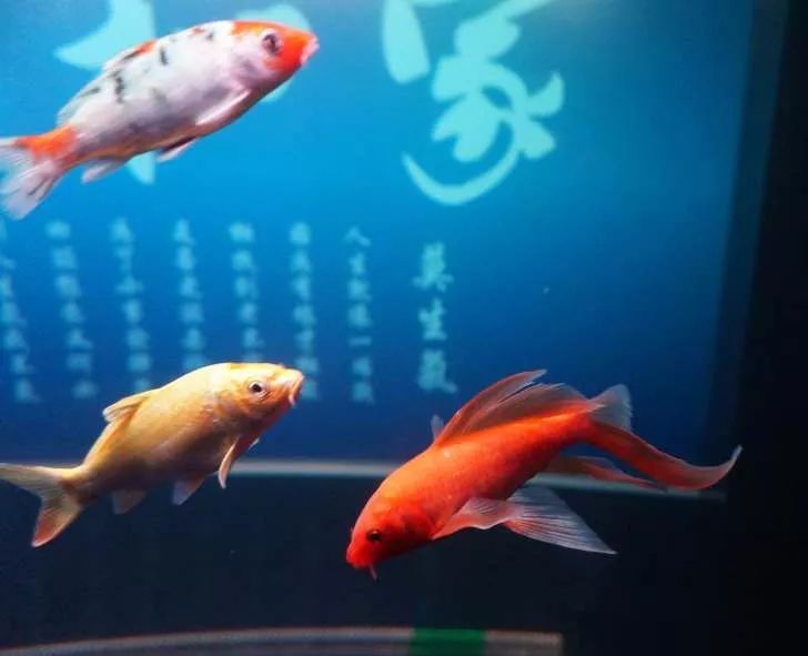 玩得细致、专业，出手不凡！