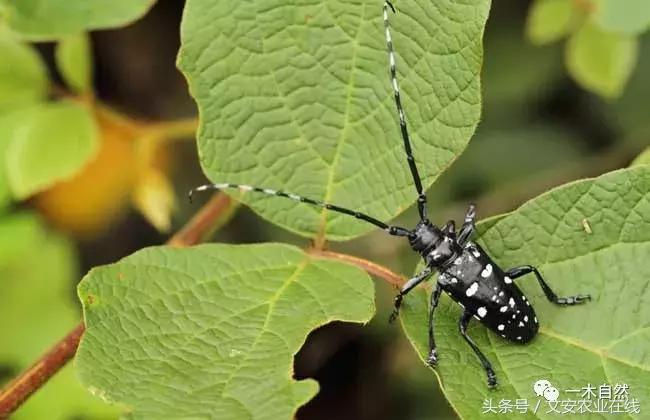 水生昆虫幼虫图谱,各种有害昆虫图谱