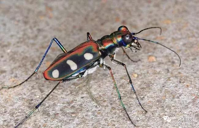 水生昆虫幼虫图谱,各种有害昆虫图谱