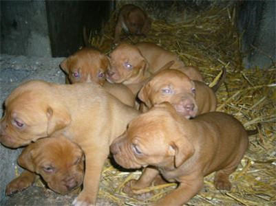 比特犬脑炎症状,比特犬怎么防止生病