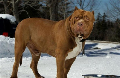 比特犬脑炎症状,比特犬怎么防止生病