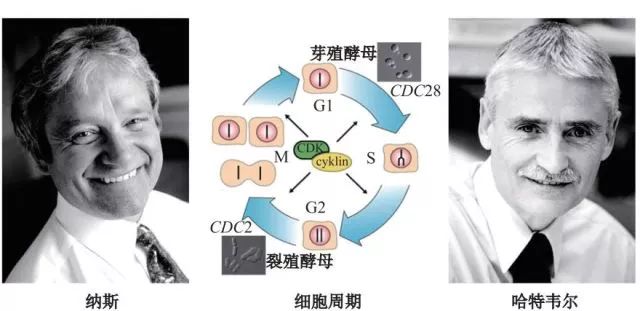 造酒，酿醋，拿诺奖：“下得了厨房上得了厅堂”的神奇酵母