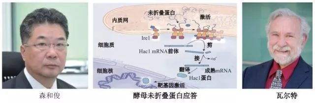 造酒，酿醋，拿诺奖：“下得了厨房上得了厅堂”的神奇酵母