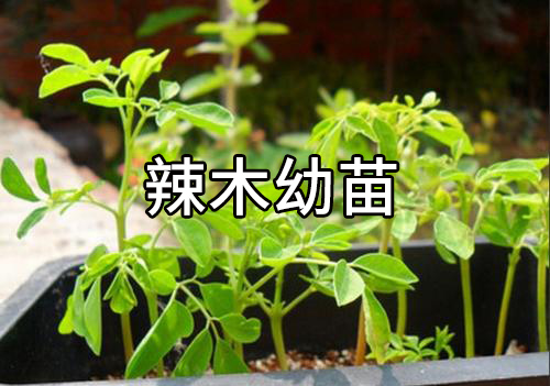 你很可能吃了一个“假”的辣木籽！