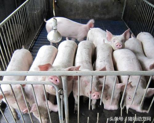 肥猪不吃不喝吐白沫,肥猪吃饲料突然倒地抽搐死亡