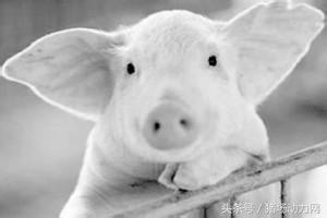 肥猪不吃不喝吐白沫,肥猪吃饲料突然倒地抽搐死亡