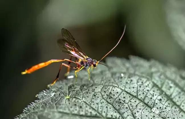 水生昆虫幼虫图谱,各种有害昆虫图谱