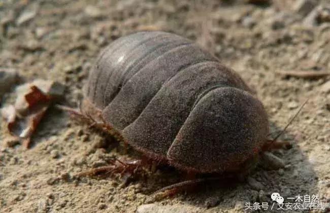 水生昆虫幼虫图谱,各种有害昆虫图谱