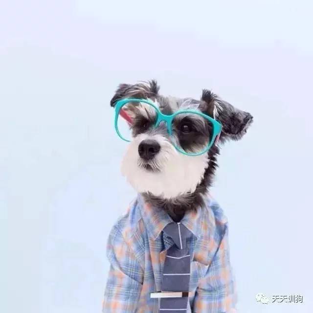 狗狗绝育知识及关注事项