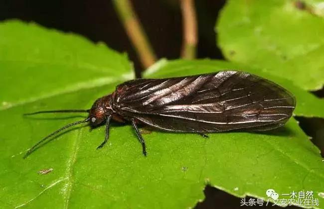 水生昆虫幼虫图谱,各种有害昆虫图谱