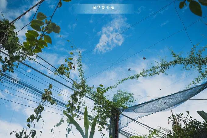 柬埔寨美食攻略大全,柬埔寨美食推荐