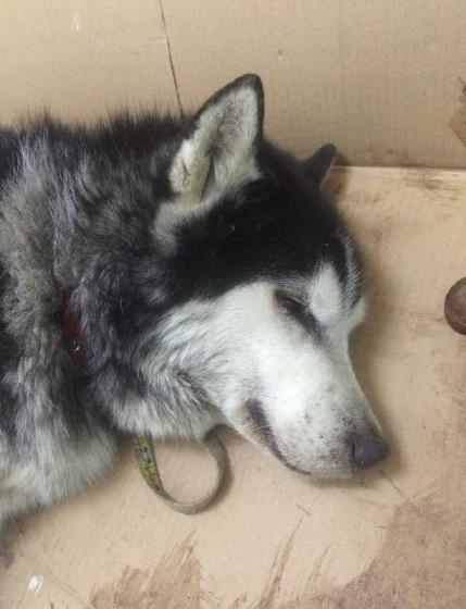 哈士奇突然一直嗷呜,哈士奇莫名吠叫正常吗